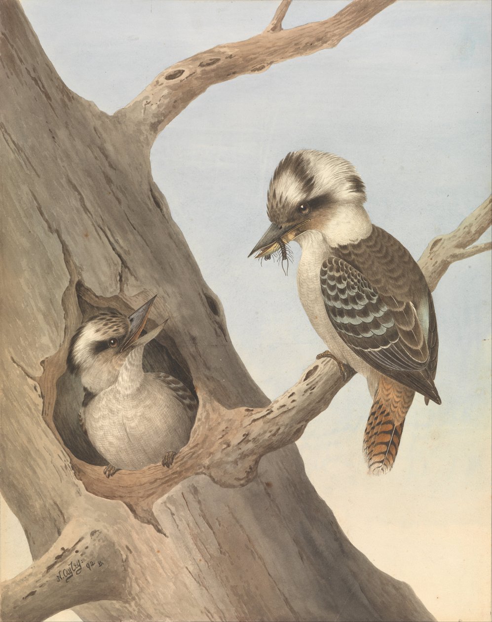 Rindo Kookaburra, Dacelo novaeguineae de Neville HP Cayley