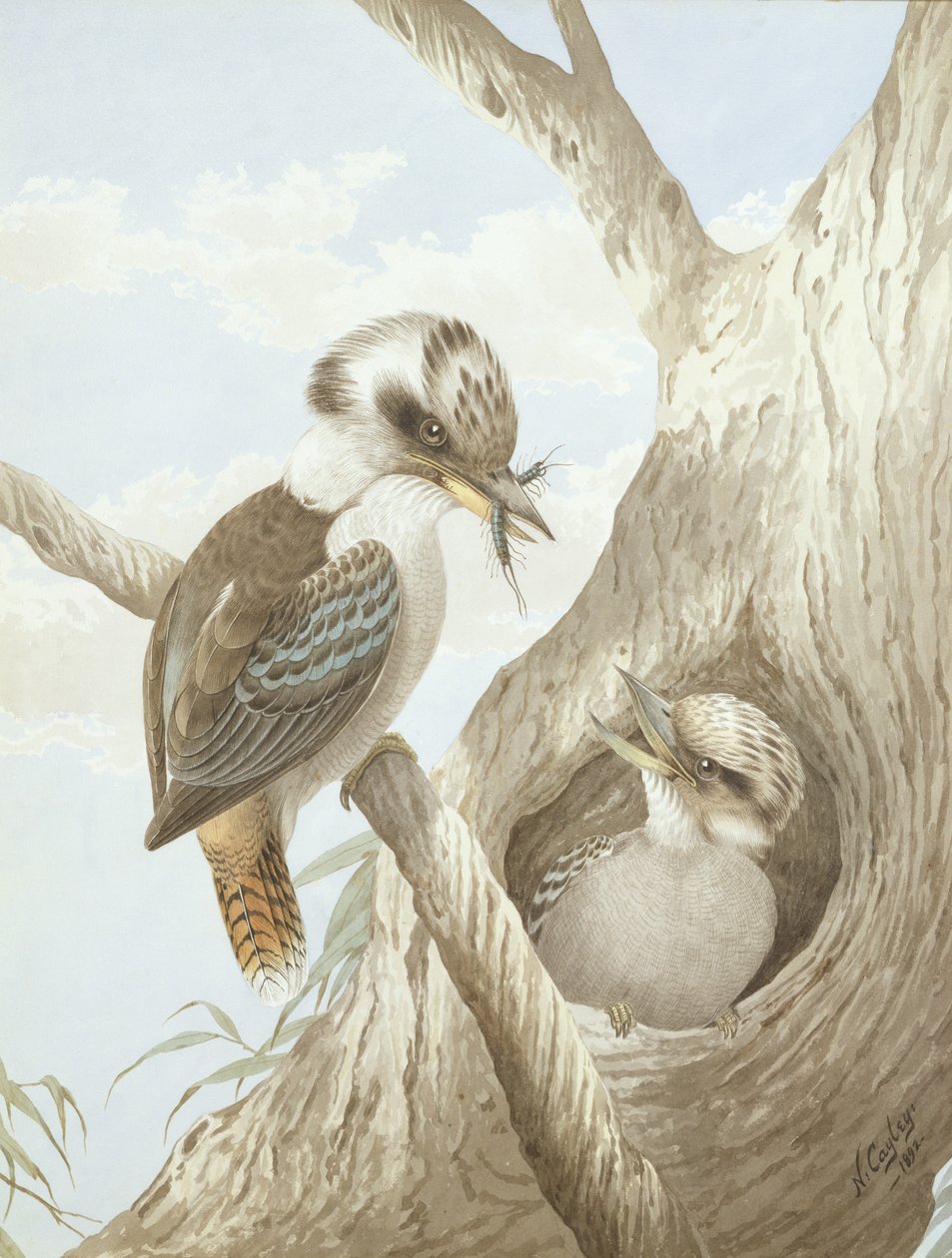 Kookaburras que alimentam em um ninho em uma árvore, 1892 de Neville HP Cayley