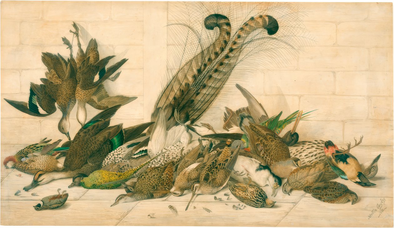 sem título (Australian gamebirds) de Neville Henry Cayley