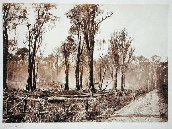 Arbusto de Setenta Milhas (foto sépia) de New Zealander Photographer