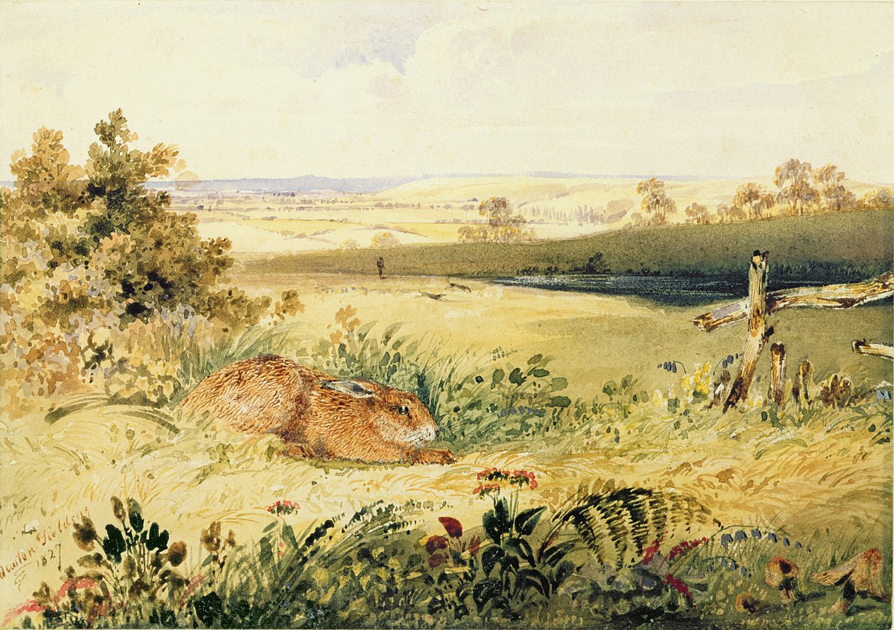 Lebre em uma paisagem, 1827 (wc com bodycolour, goma arábica e grafite sobre papel) de Newton Fielding