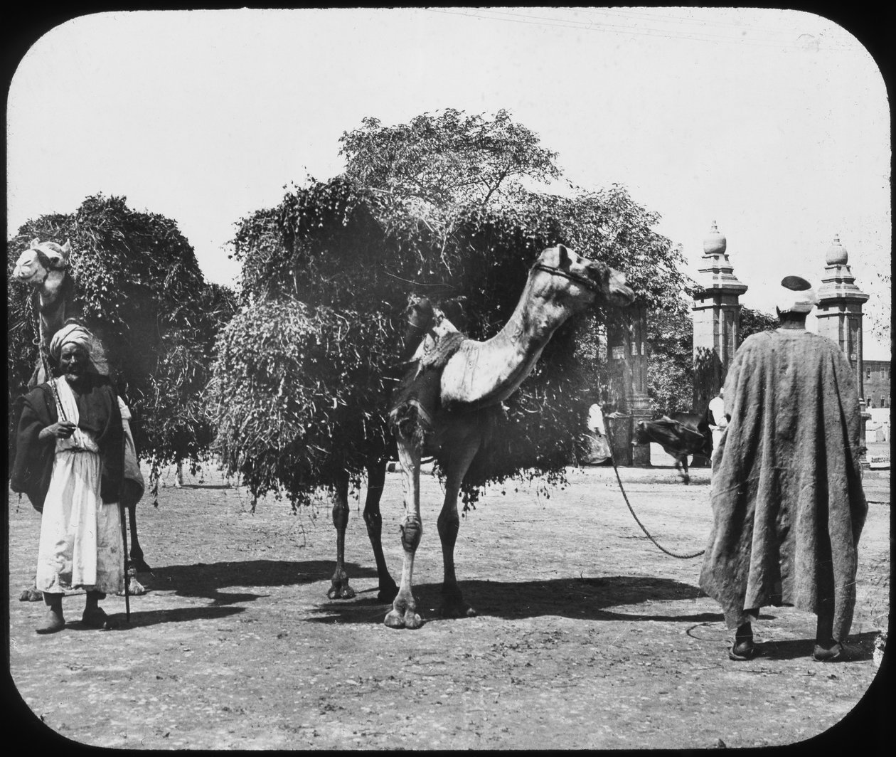 Camelos carregando forragens, Egito, c1890. de Newton and Co