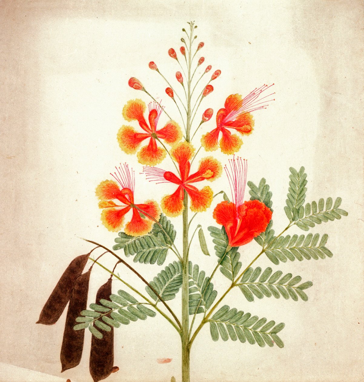 Estudo de flores, c.1840 (aguarela) de Nicholas Tomlinson