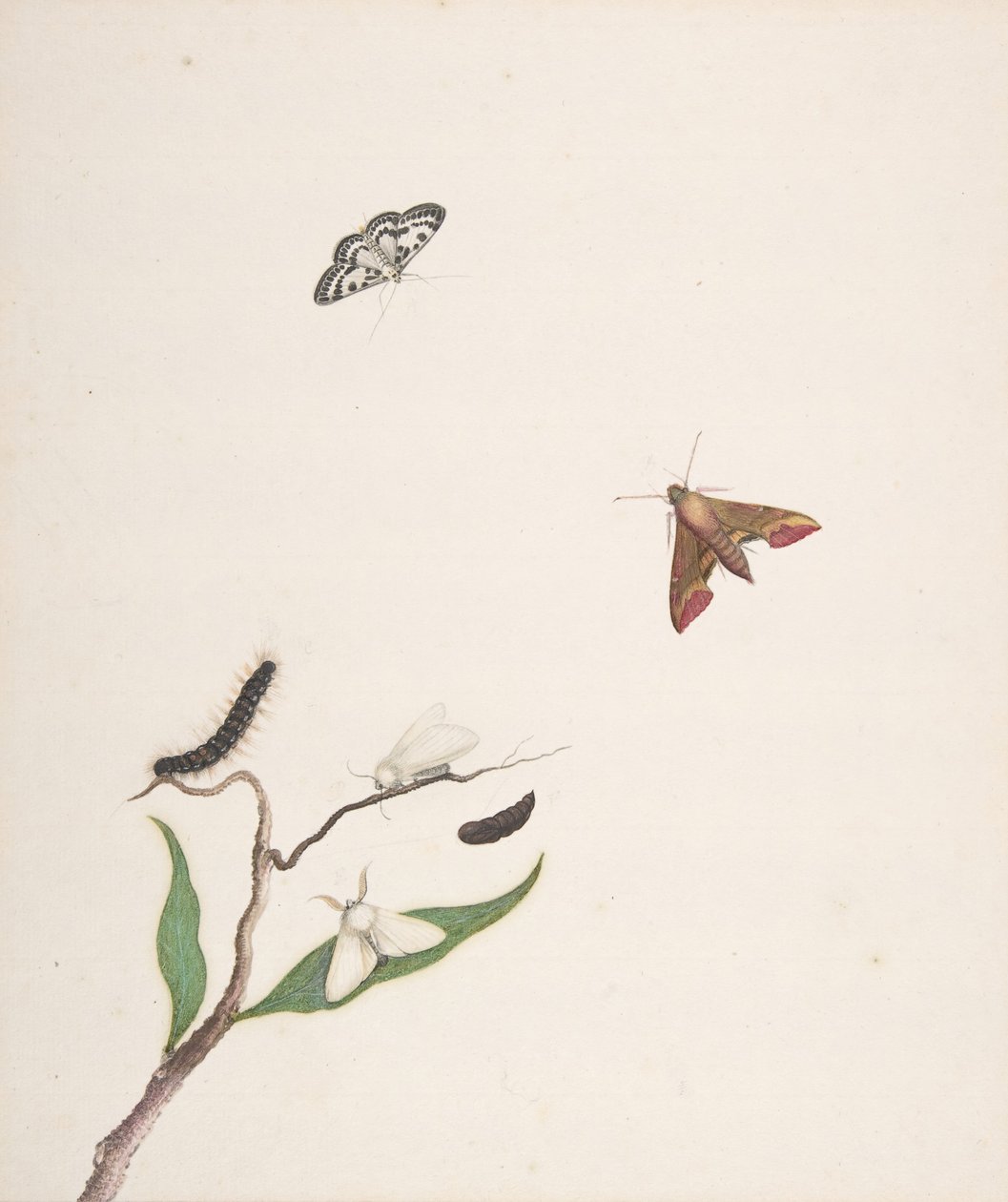 Uma lagarta e duas mariposas em um galho e duas borboletas, início do século XVIII a meados do século XVIII. de Nicolaas Struyk