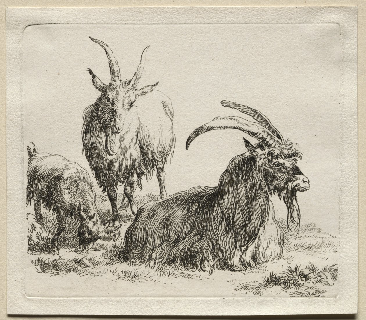 Animalia: Três cabras de Nicolaes Berchem