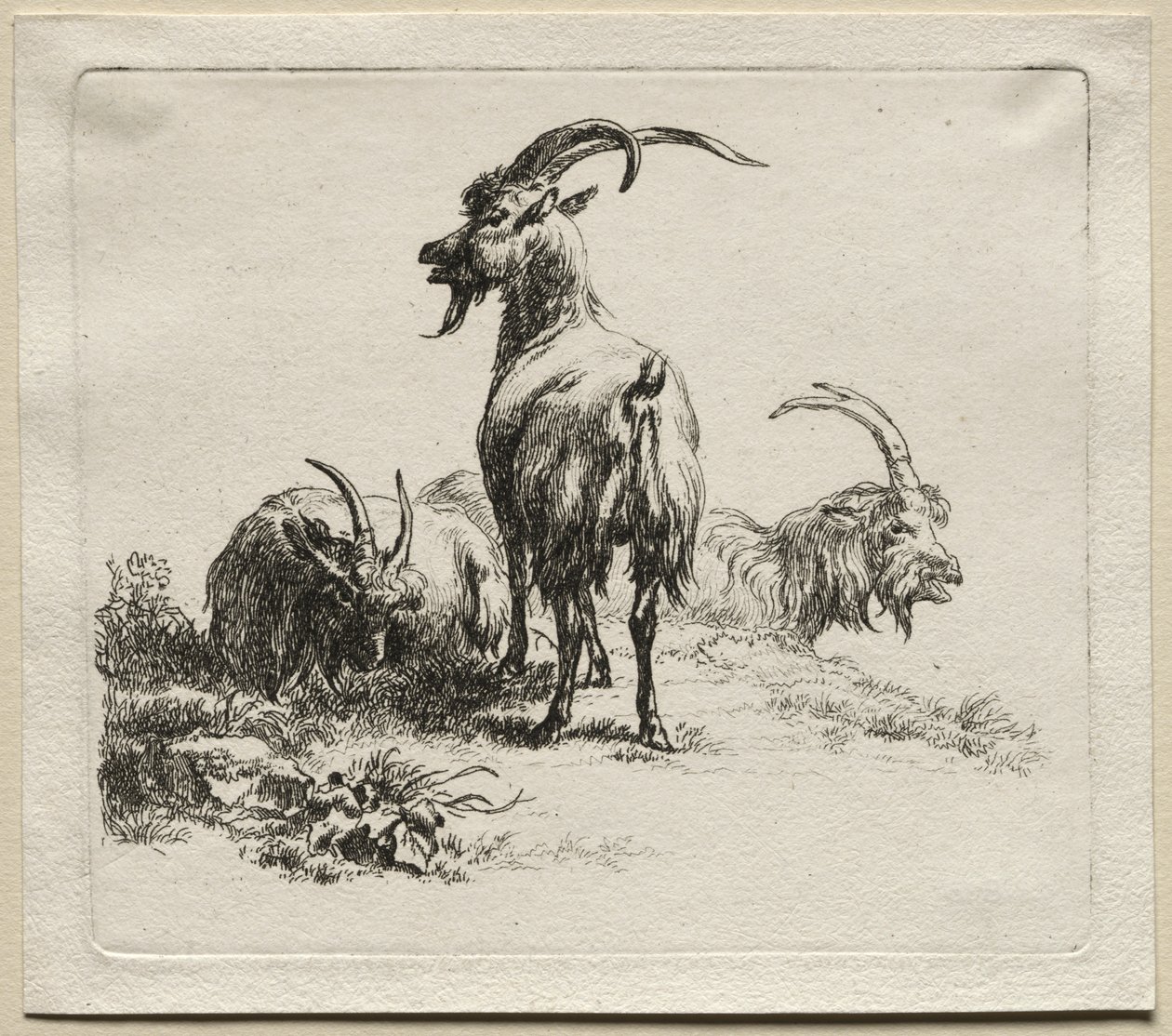 Animalia: Três cabras de Nicolaes Berchem