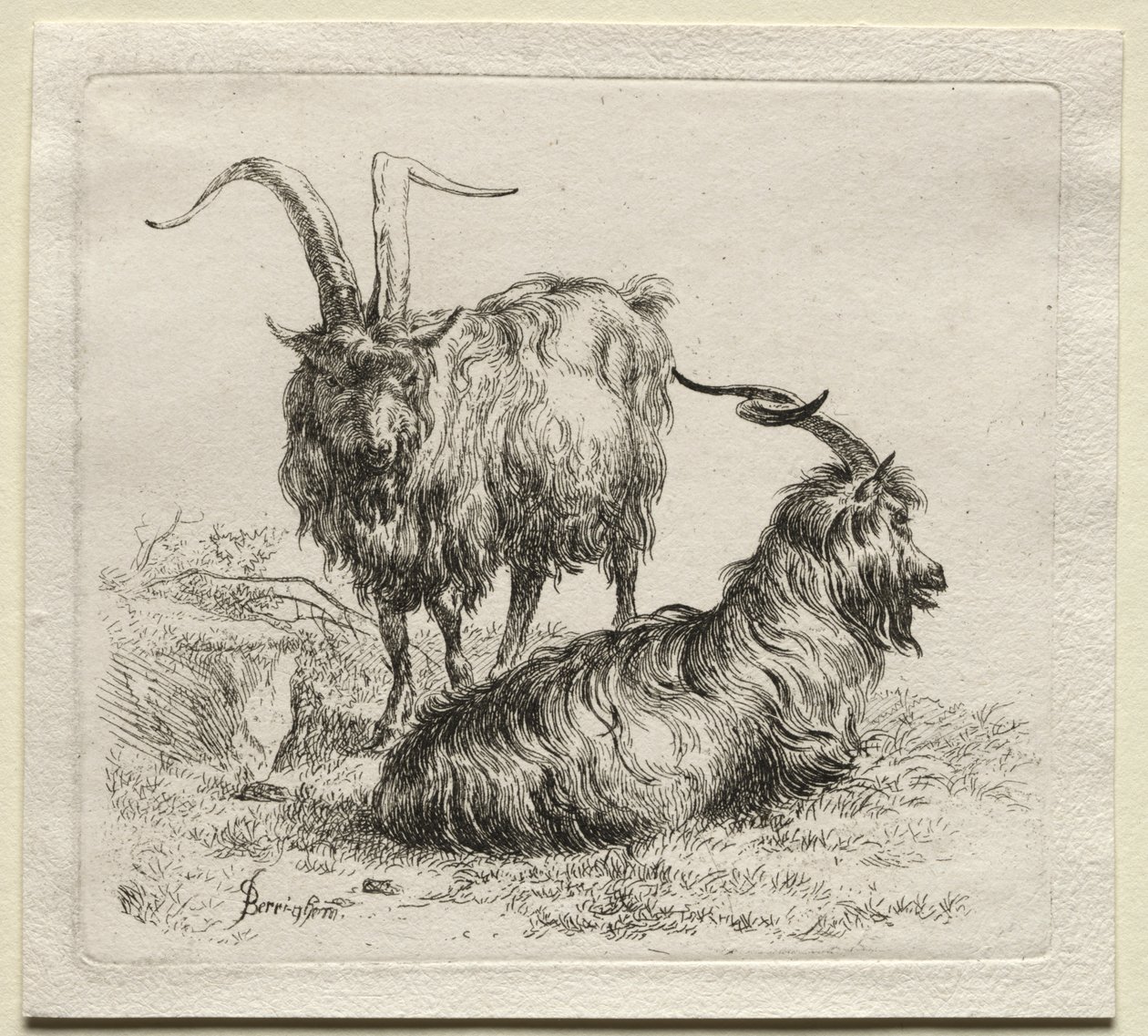 Animalia: Duas cabras de Nicolaes Berchem