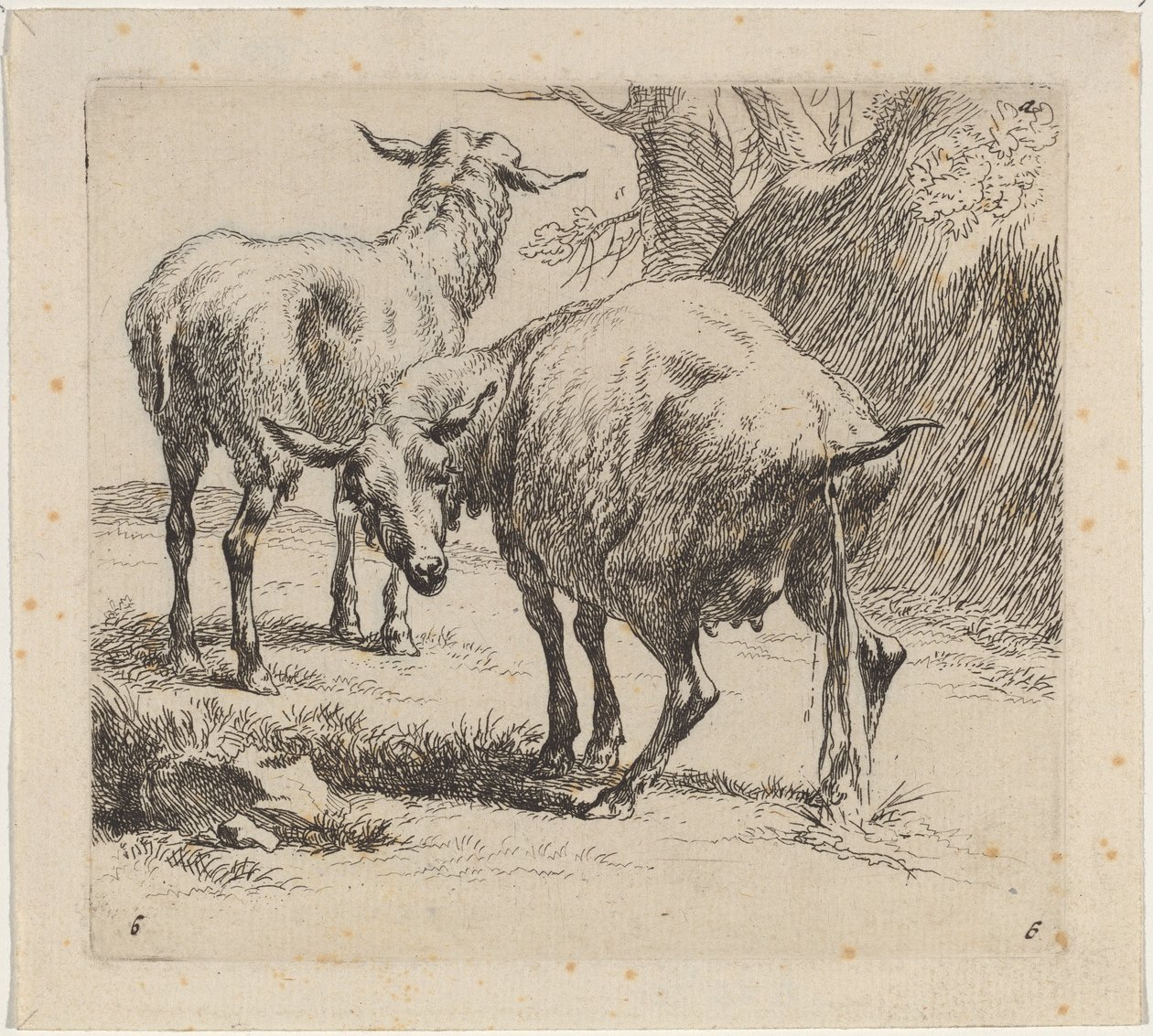 Duas ovelhas, uma mijando. de Nicolaes Berchem