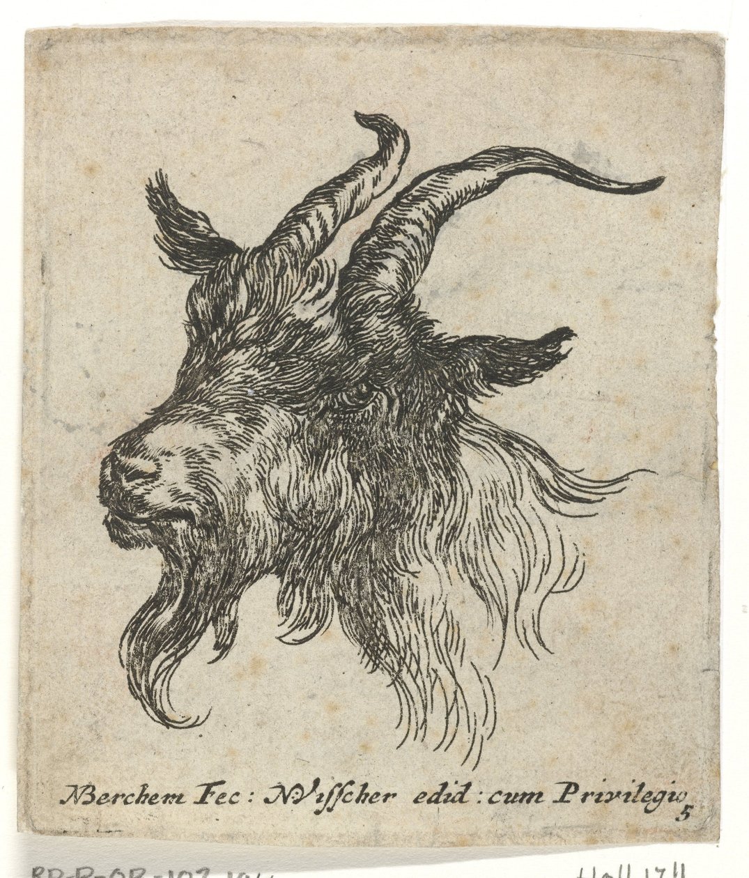 Cabeça de uma cabra Animais (título da série) de Nicolaes Pietersz Berchem