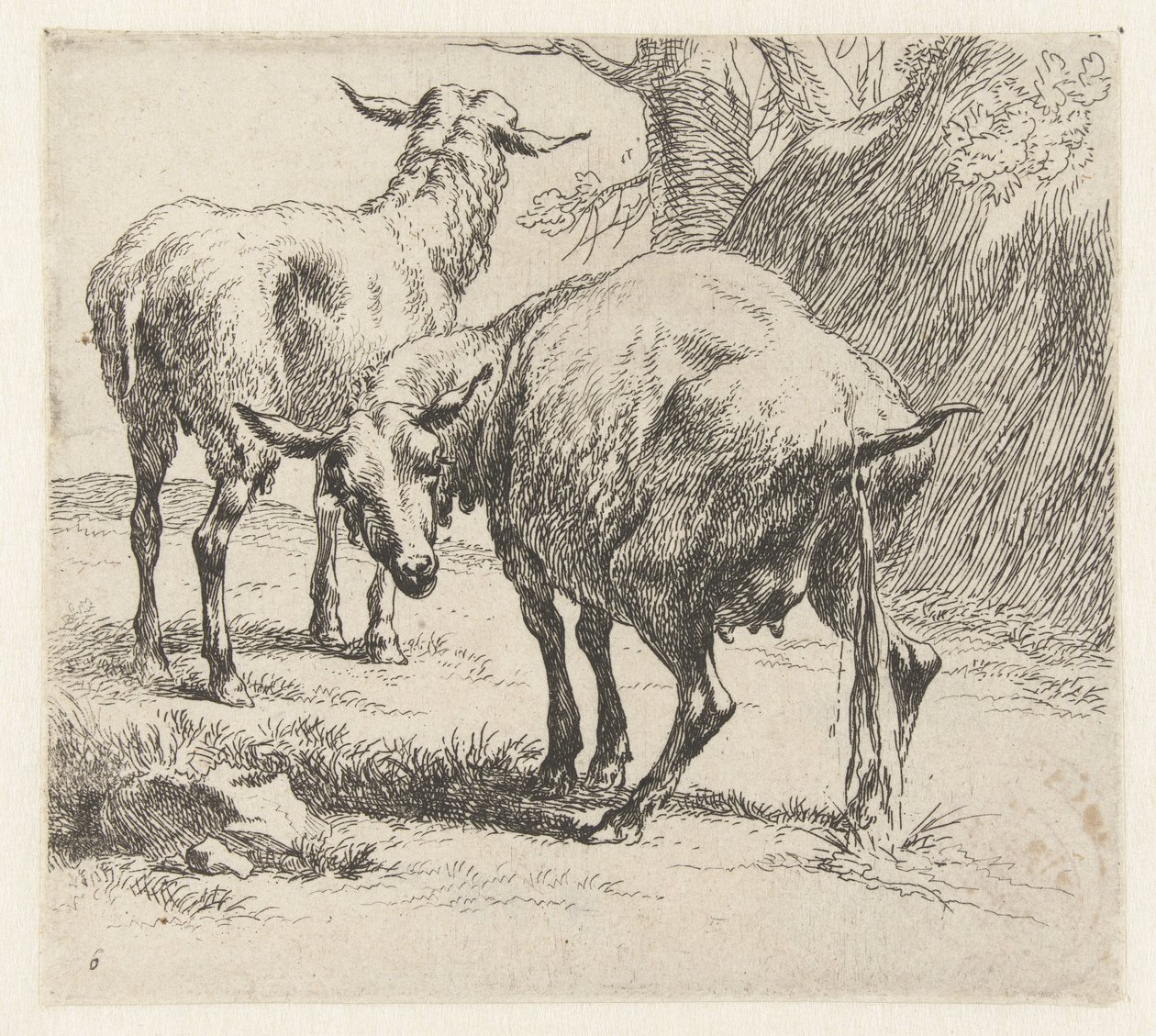 Pissende ooi en een schaap Schapen (título da série) Animais desenhados à vida e impressos na água pelo ar forte pelo Studio and Art of Nicolai Berchem (título da série) de Nicolaes Pietersz Berchem