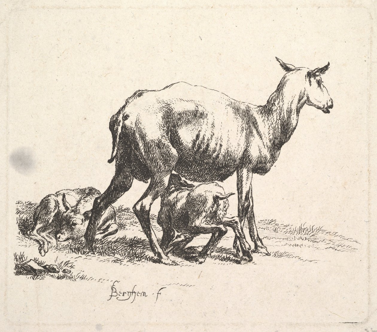 Ovinos com amamentação de cordeiro. de Nicolaes Pietersz. Berchem