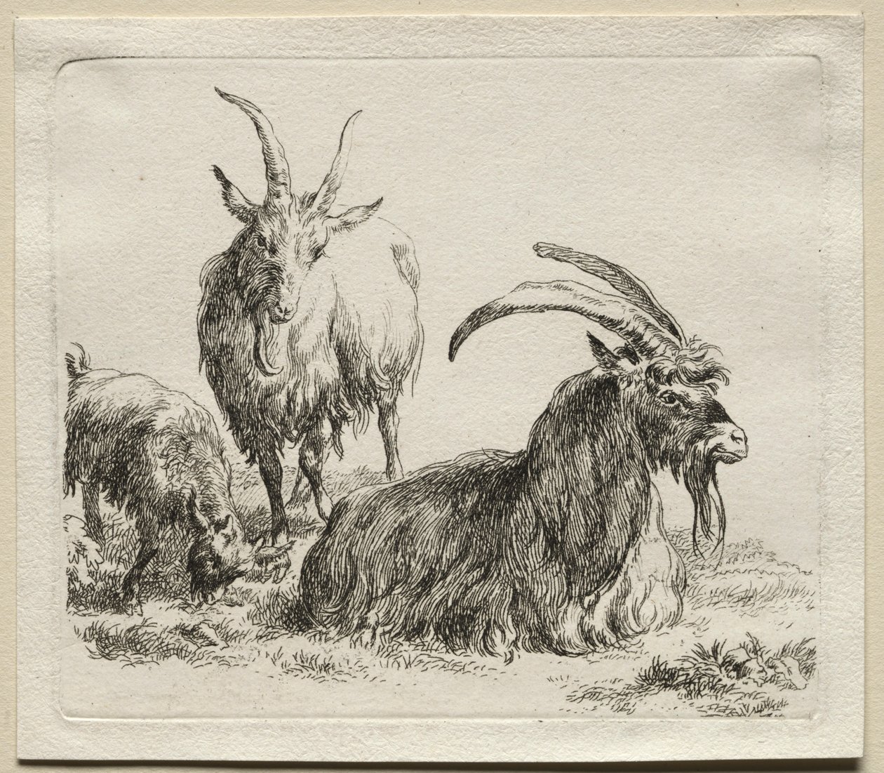 Três cabras. de Nicolaes Pietersz. Berchem