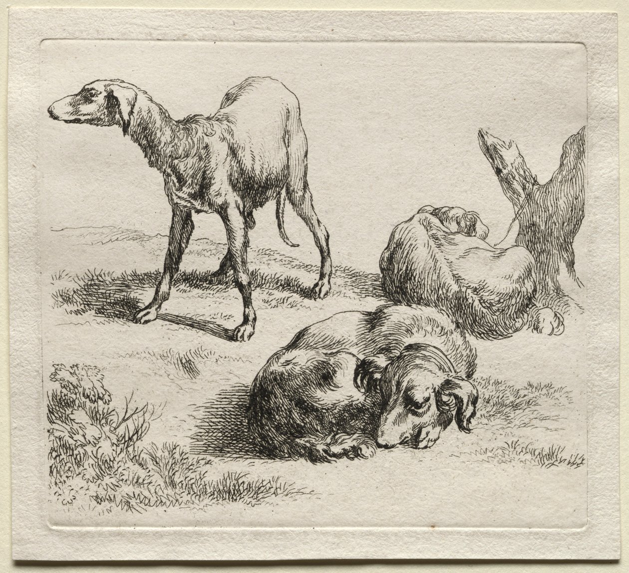 Três cães de caça. de Nicolaes Pietersz. Berchem