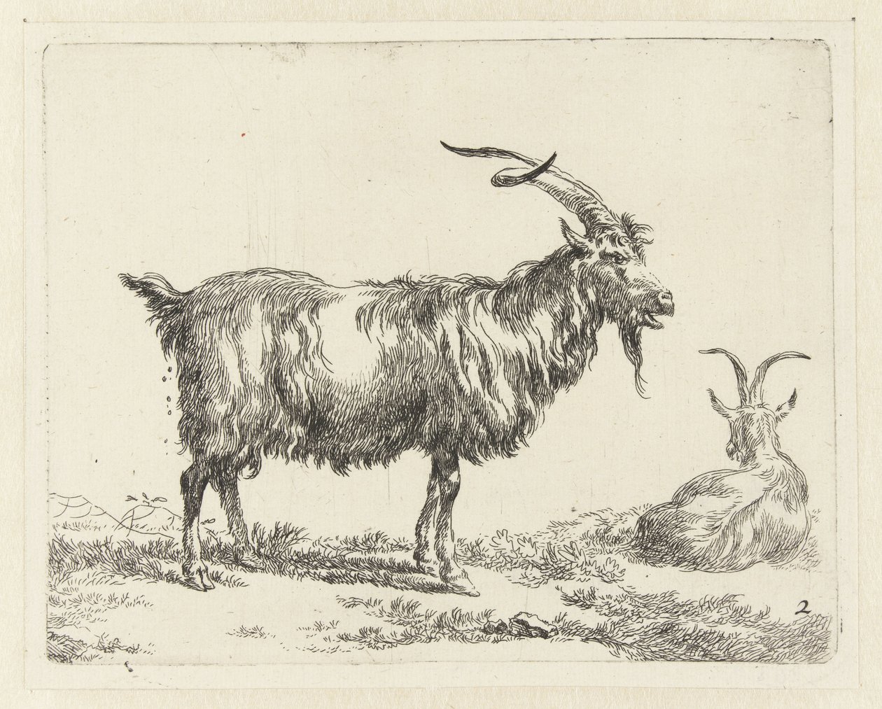 Twee geiten
Geiten (título da série)
Animalia ad vivum delineata et aqua forti aeri impressa Studio et Arte Nicolai Berchemi (título da série) de Nicolaes Pietersz Berchem