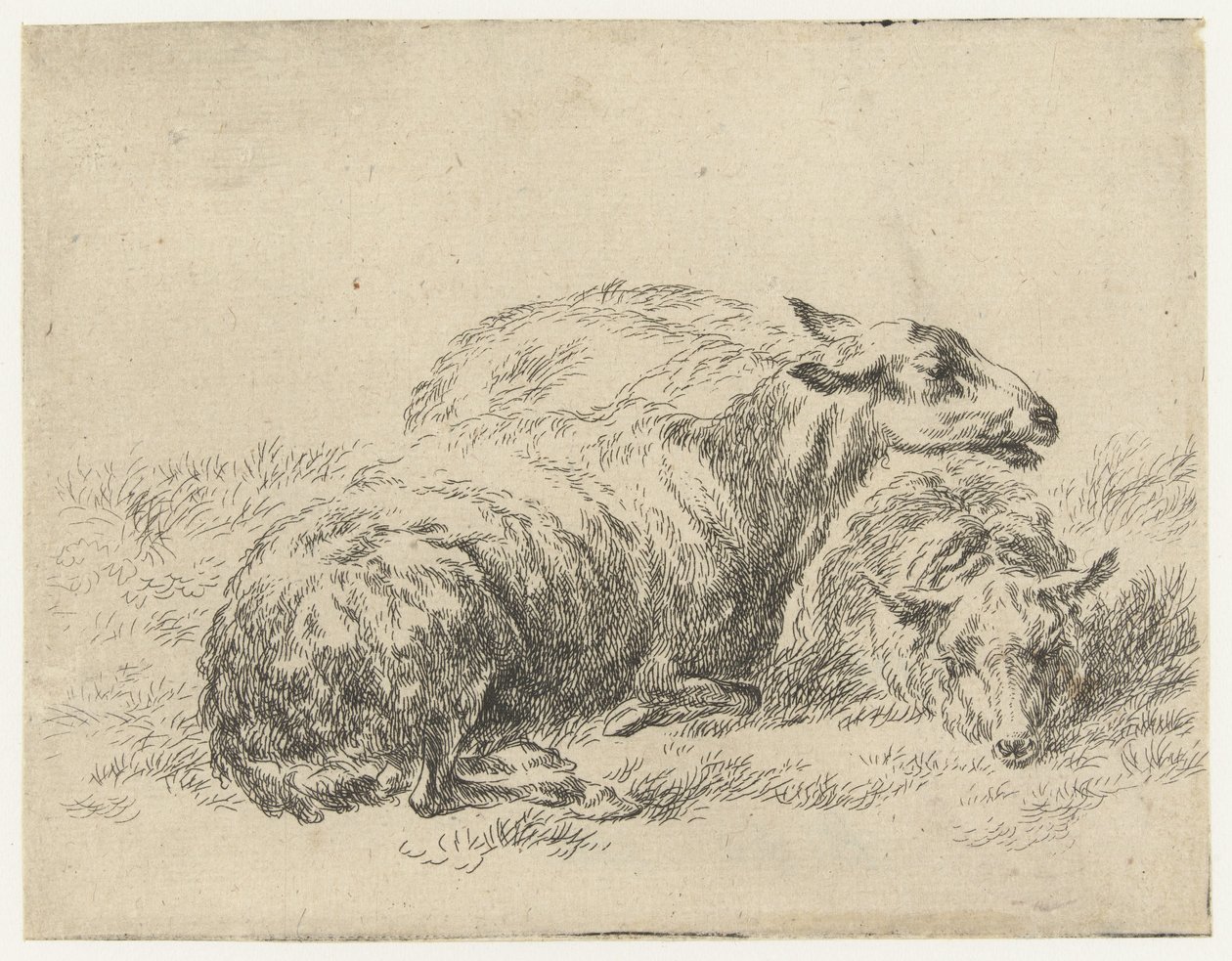 Twee liggende schapen
Schapen (título da série)
Animalia ad vivum delineata et aqua forti aeri impressa Studio et Arte Nicolai Berchemi (título da série) de Nicolaes Pietersz Berchem