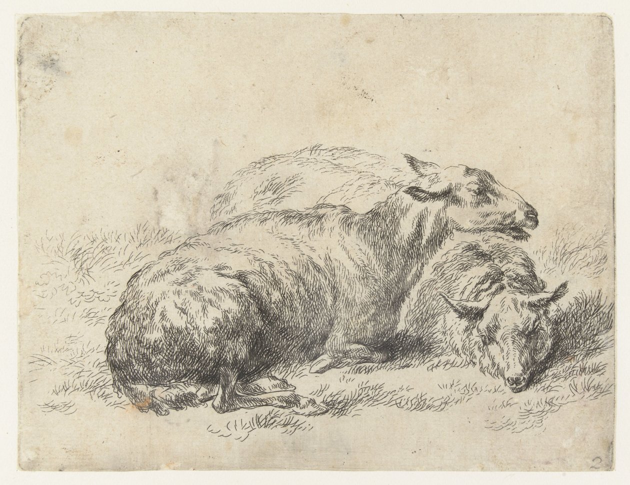 Twee liggende schapen
schapen (título da série)
Animalia ad vivum delineata et aqua forti aeri impressa Studio et Arte Nicolai Berchemi (título da série) de Nicolaes Pietersz Berchem