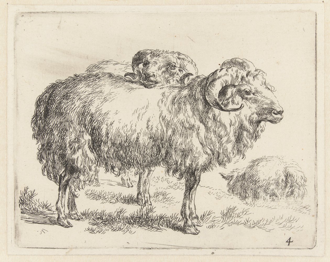 Dois carneiros e uma ovelha
Ovelhas (título da série)
Animalia ad vivum delineata et aqua forti aeri impressa Studio et Arte Nicolai Berchemi (título da série) de Nicolaes Pietersz Berchem