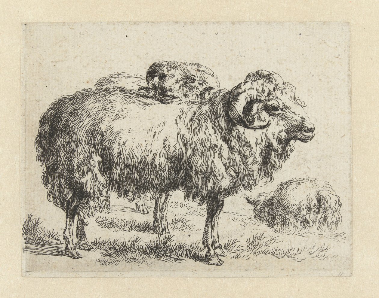 Dois carneiros e uma ovelha
Ovelhas (título da série)
Animalia ad vivum delineata et aqua forti aeri impressa Studio et Arte Nicolai Berchemi (título da série) de Nicolaes Pietersz Berchem