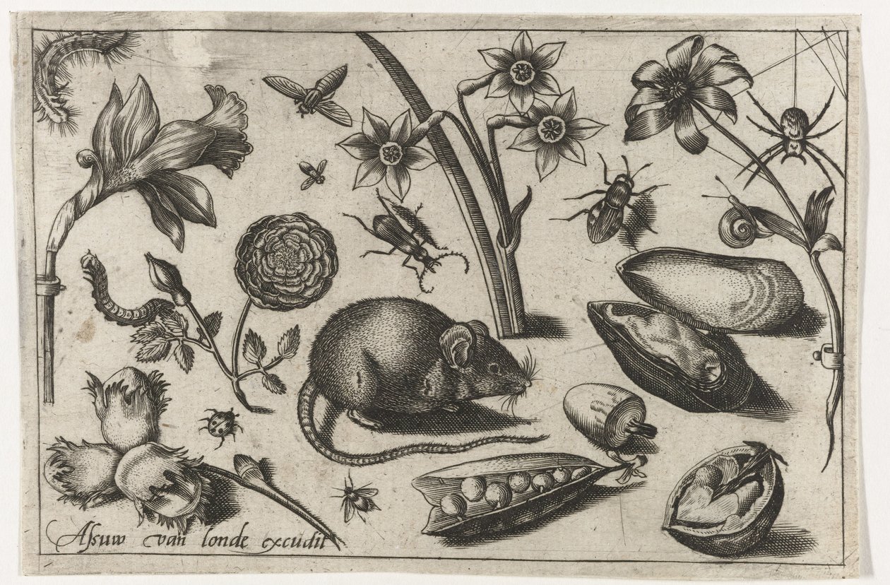 Flores, um rato, insectos e um mexilhão
Pássaros, flores, insectos, etc. (título da série) de Nicolaes de Bruyn (possibly)