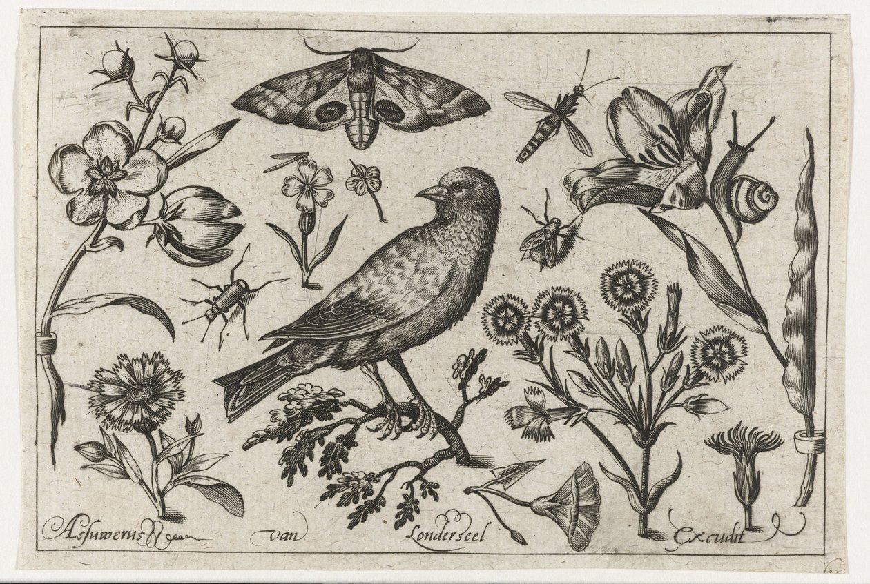 Flores, insetos, olho de pavão noturno e um corvo Pássaros, flores, insetos etc. (título da série) de Nicolaes de Bruyn (possibly)