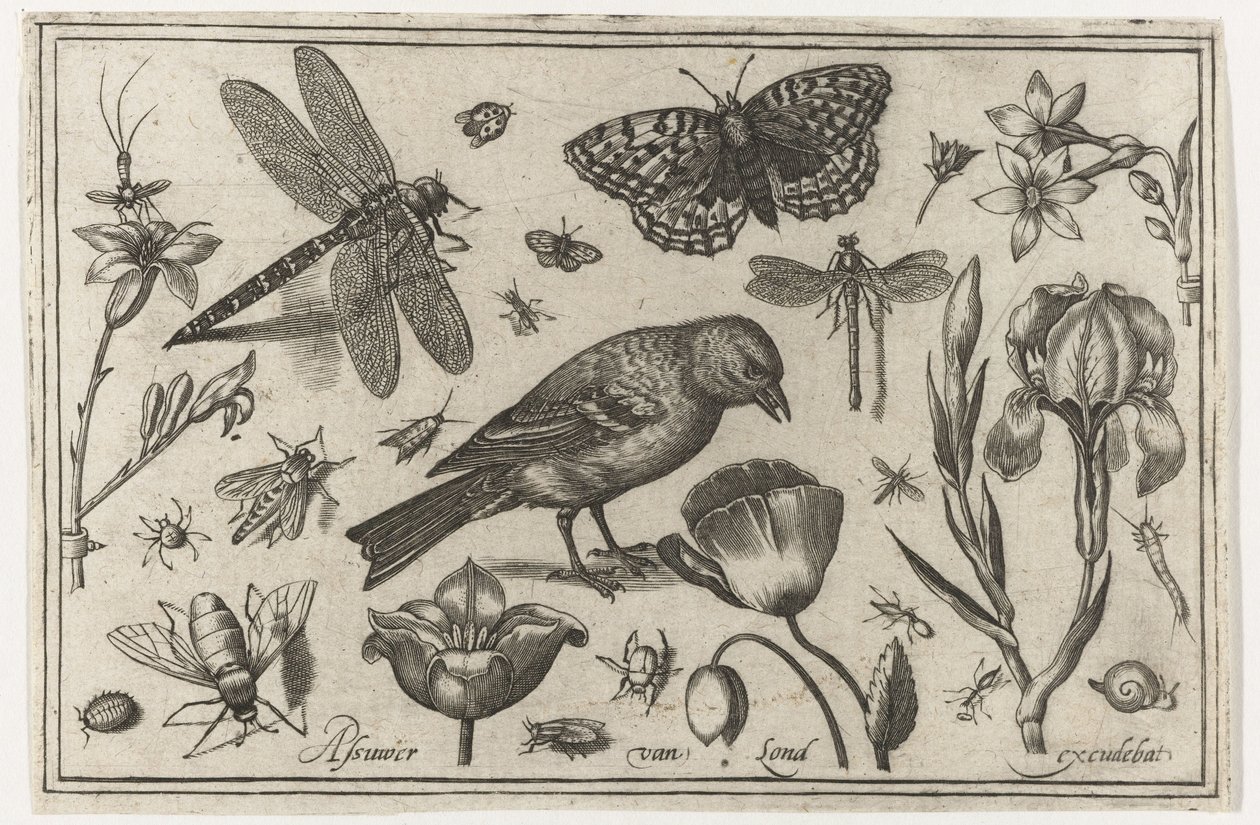 Flores, libélula e pássaro Pássaros, flores, insetos etc. (título da série) de Nicolaes de Bruyn (possibly)