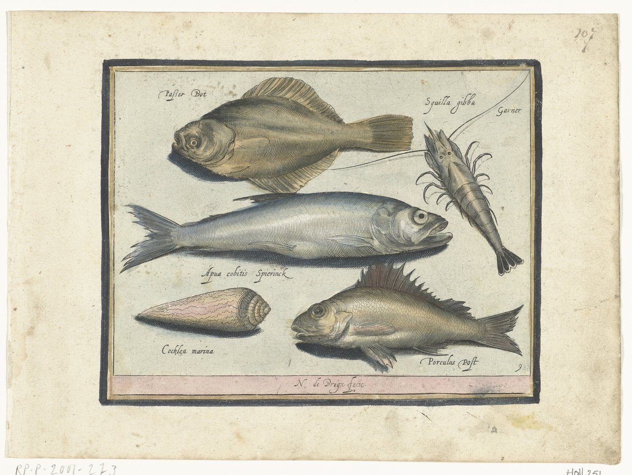 Solha-das-pedras, camarão, cheiro e pos
Libelivs varia Genera piscium complectens (título da série)
Peixes de água doce, peixes de mar, sapos, crustáceos e criaturas do mar (título da série) de Nicolaes de Bruyn