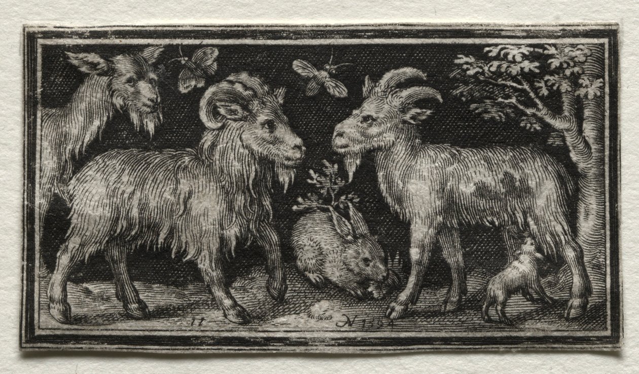 Cabras e lebre, 1594. de Nicolaes de Bruyn
