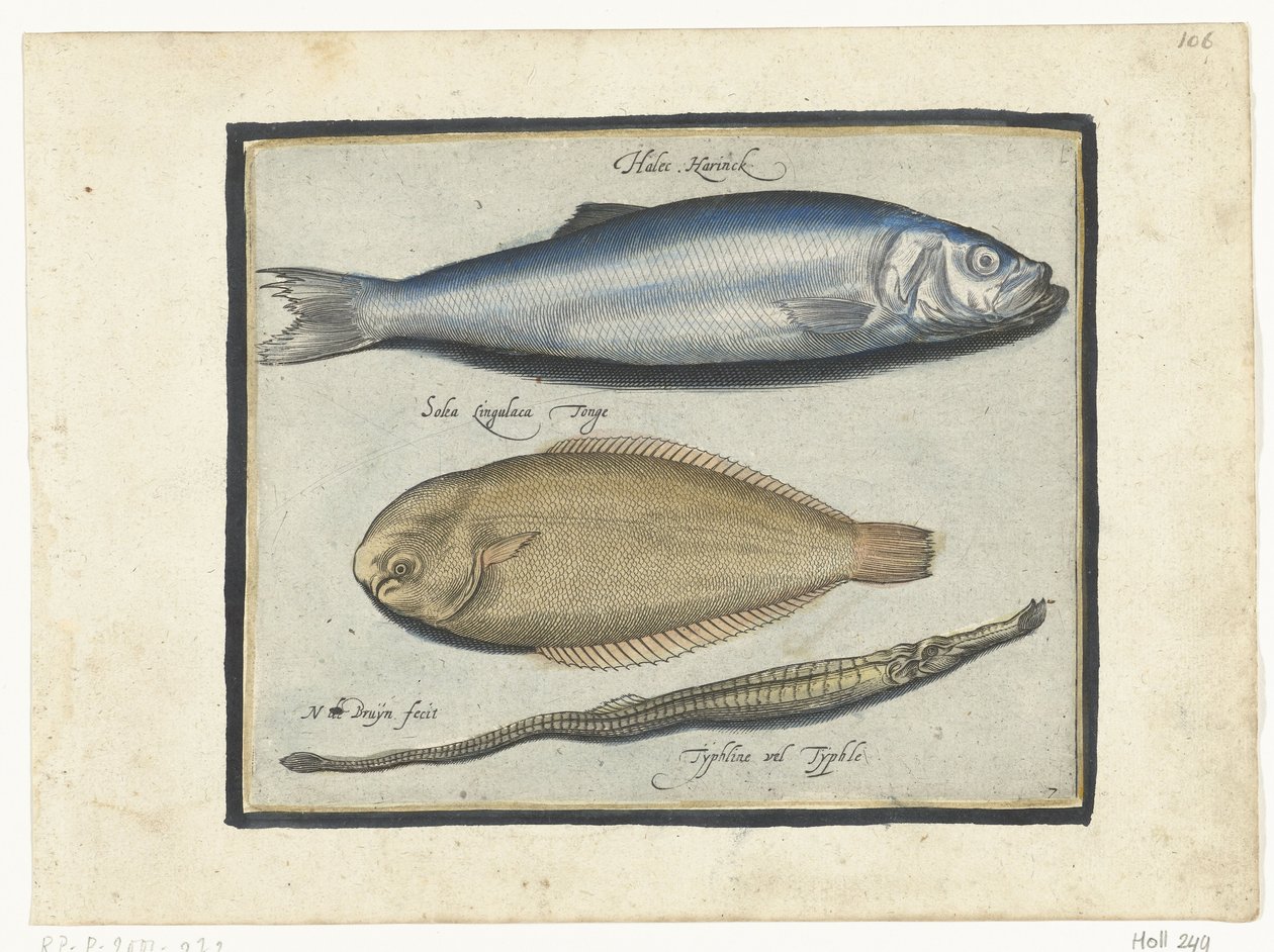 Arenque, linguado e peixe-cachimbo Libelivs diversos Genera piscium complectens (título da série) Peixes de água doce, peixes marinhos, sapos, crustáceos e criaturas marinhas (título da série) de Nicolaes de Bruyn