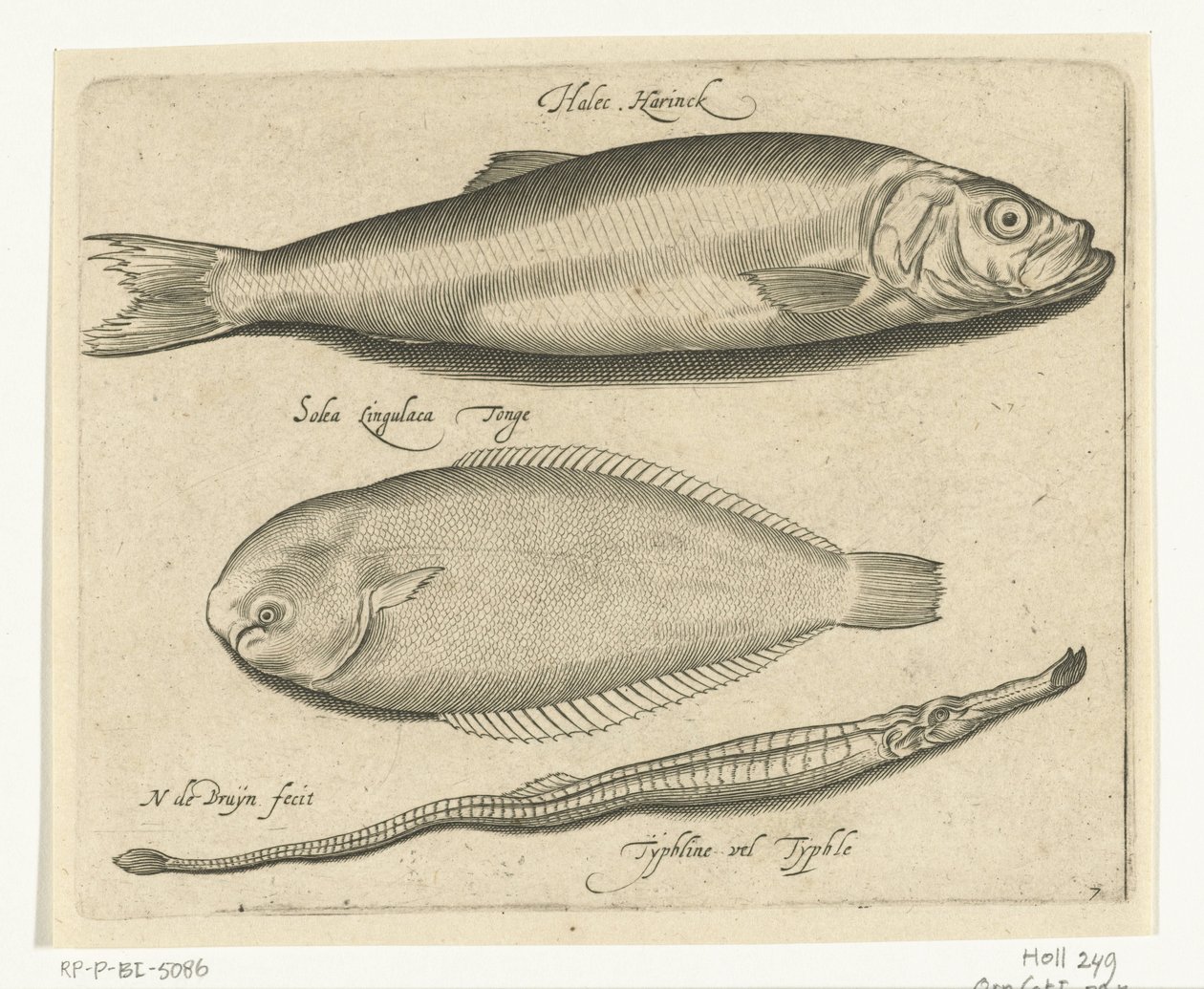 Arenque, linguado e peixe-cachimbo Libelivs diversos Genera piscium complectens (título da série) Peixes de água doce, peixes marinhos, sapos, crustáceos e criaturas marinhas (título da série) de Nicolaes de Bruyn
