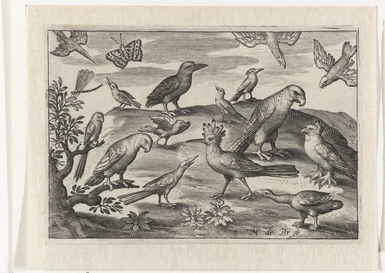 Lúpulo e outras aves Pássaros e insetos (título da série) de Nicolaes de Bruyn