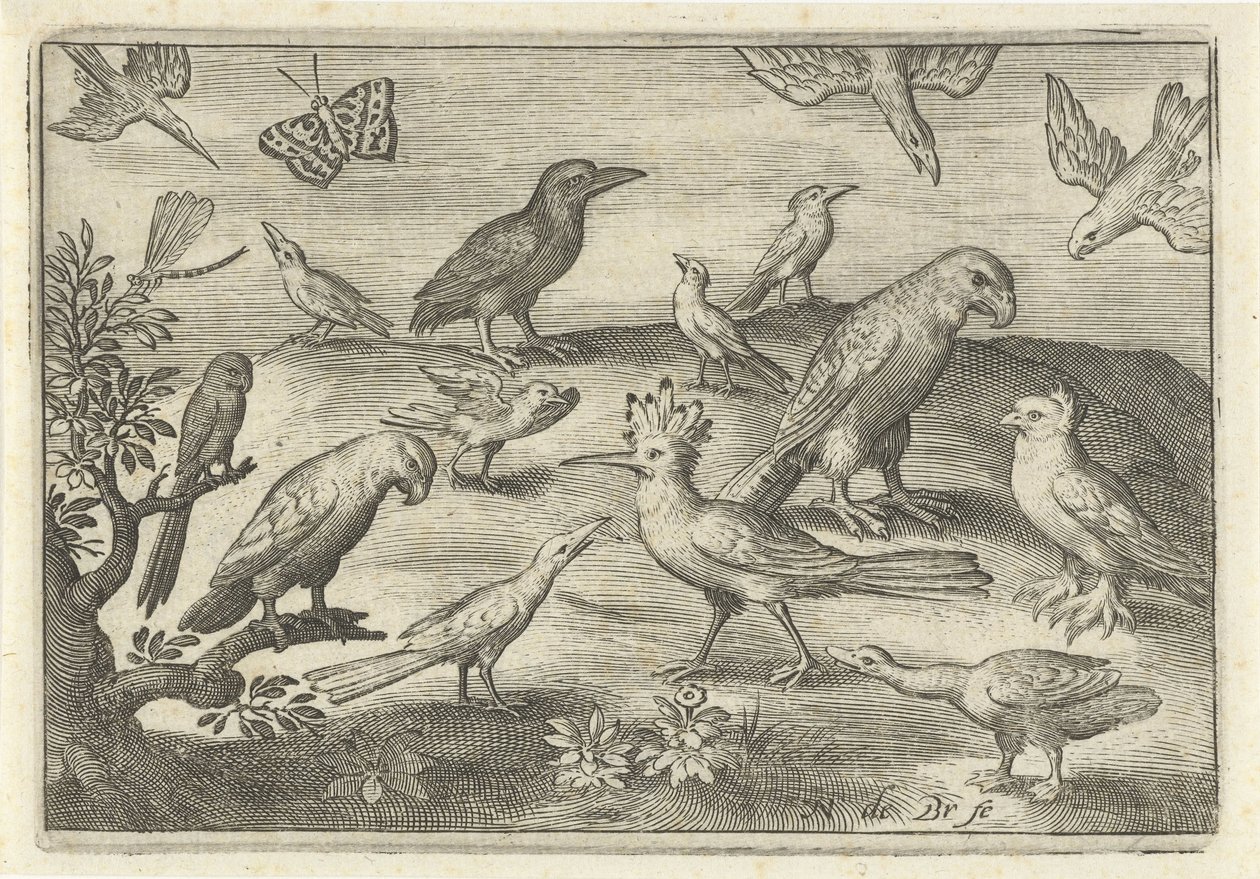 Lúpulo e outras aves
Aves e insectos (título da série) de Nicolaes de Bruyn