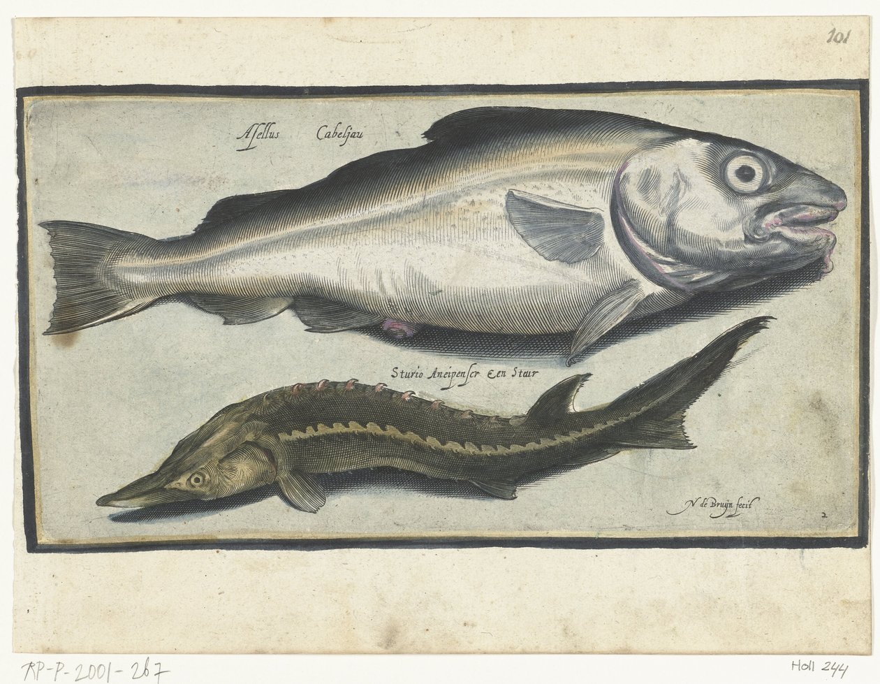 Bacalhau e esturjão Libelivs diversos Genera piscium complectens (título da série) Peixes de água doce, peixes marinhos, sapos, crustáceos e criaturas marinhas (título da série) de Nicolaes de Bruyn