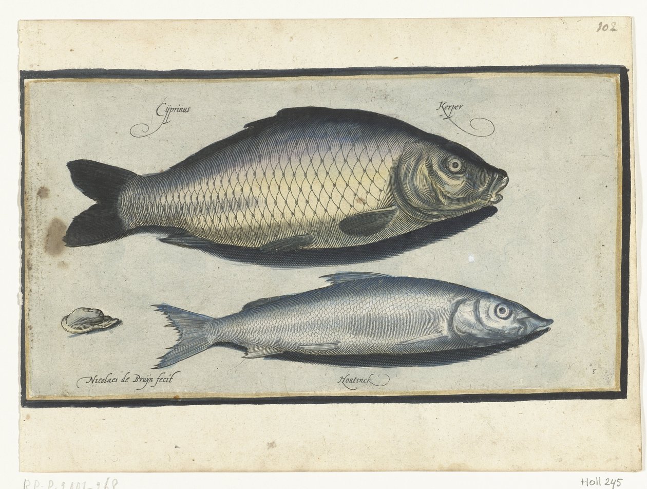 Carpa e camião
Libelivs varia Genera piscium complectens (título da série)
Peixes de água doce, peixes de mar, sapos, crustáceos e criaturas do mar (título da série) de Nicolaes de Bruyn
