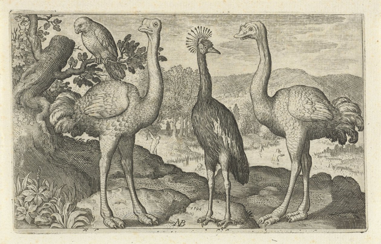 Gruta coroada entre duas avestruzes
Aves e insectos (título da série) de Nicolaes de Bruyn