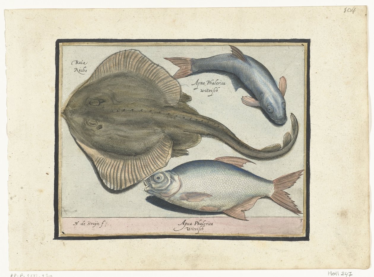 Raia, dourada e peixe branco
Libelivs varia Genera piscium complectens (título da série)
Peixes de água doce, peixes marinhos, sapos, crustáceos e criaturas do mar (título da série) de Nicolaes de Bruyn