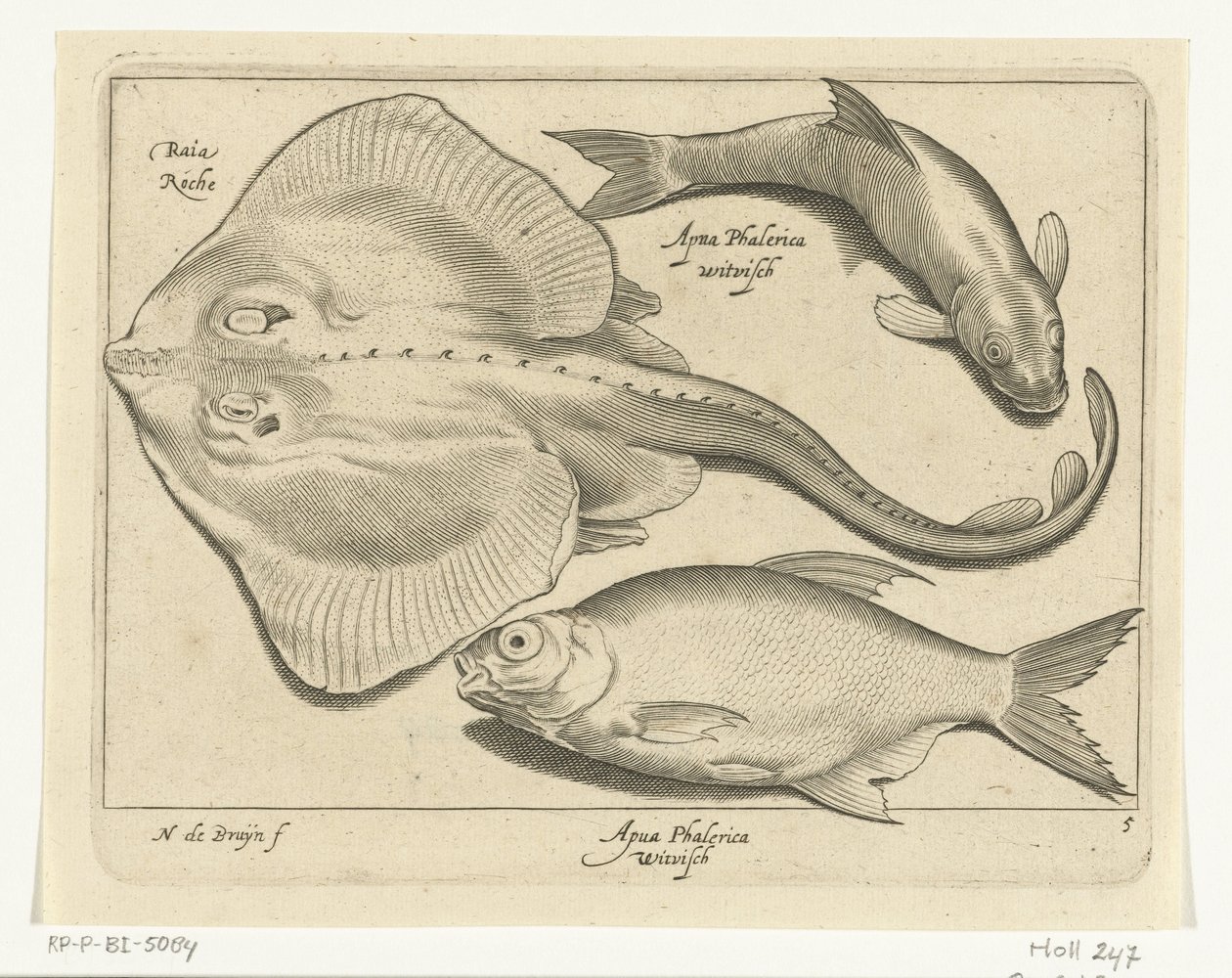 Raia, dourada e peixe branco
Libelivs varia Genera piscium complectens (título da série)
Peixes de água doce, peixes marinhos, sapos, crustáceos e criaturas do mar (título da série) de Nicolaes de Bruyn