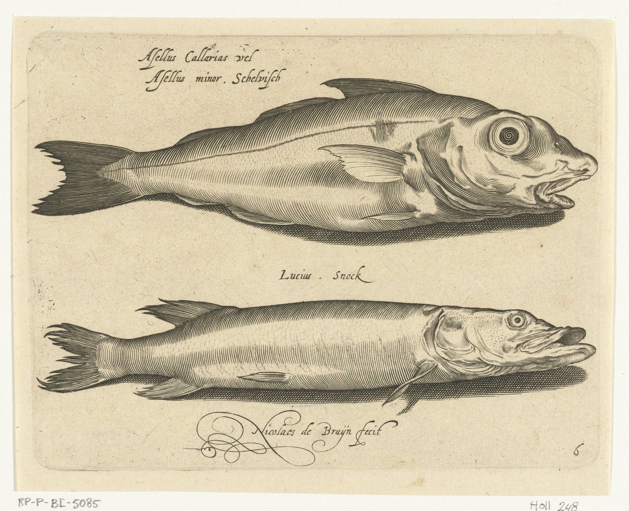 Arinca e lúcio
Libelivs varia Genera piscium complectens (título da série)
Peixes de água doce, peixes de mar, sapos, crustáceos e criaturas do mar (título da série) de Nicolaes de Bruyn