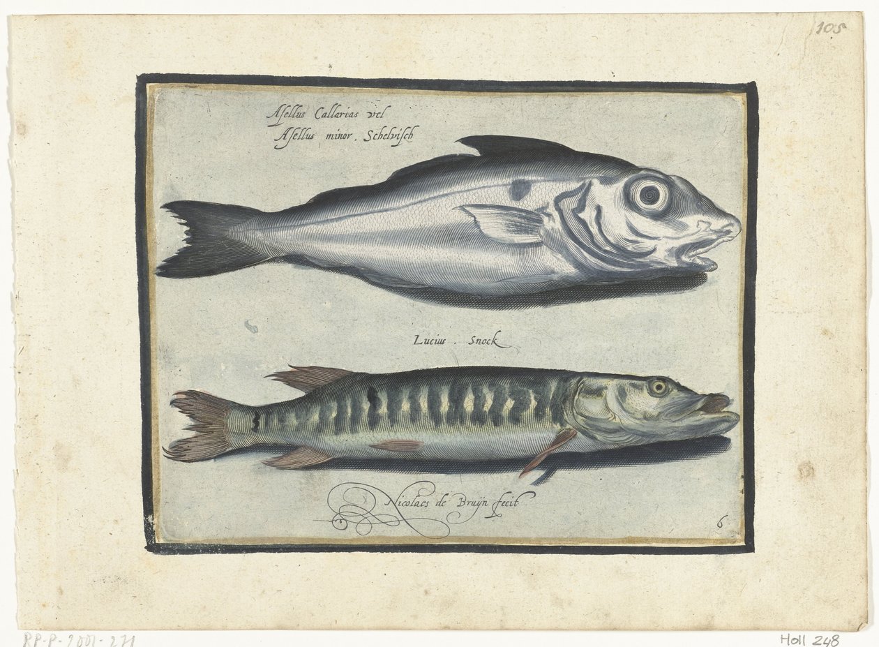 Haddock e lúcio Libelivs diversos Genera piscium complectens (título da série) Peixes de água doce, peixes marinhos, sapos, crustáceos e criaturas marinhas (título da série) de Nicolaes de Bruyn
