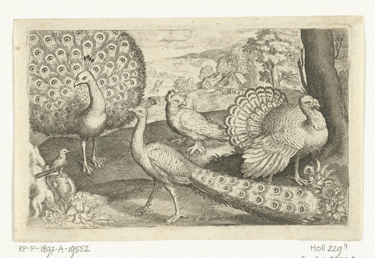 Dois pavões e um peru
Aves e insectos (título da série) de Nicolaes de Bruyn