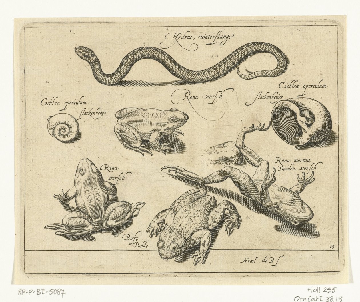 Cobra de água, sapos e sapos
Libelivs varia Genera piscium complectens (título da série)
Peixes de água doce, peixes de mar, sapos, crustáceos e criaturas do mar (título da série) de Nicolaes de Bruyn