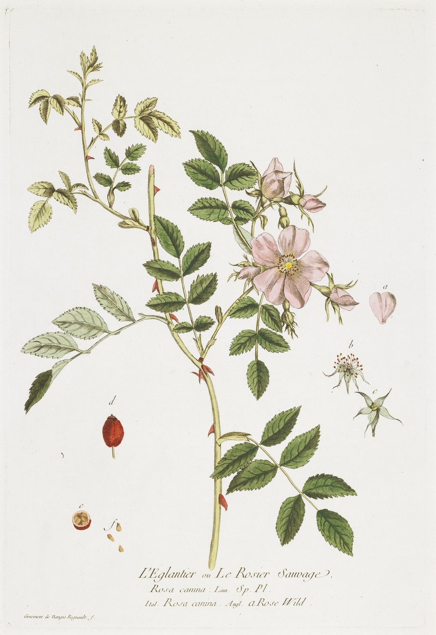 O Eglantier (Wild Rose), da The Shop colocado à porta de todos, 1774 de Nicolas Francois Regnault
