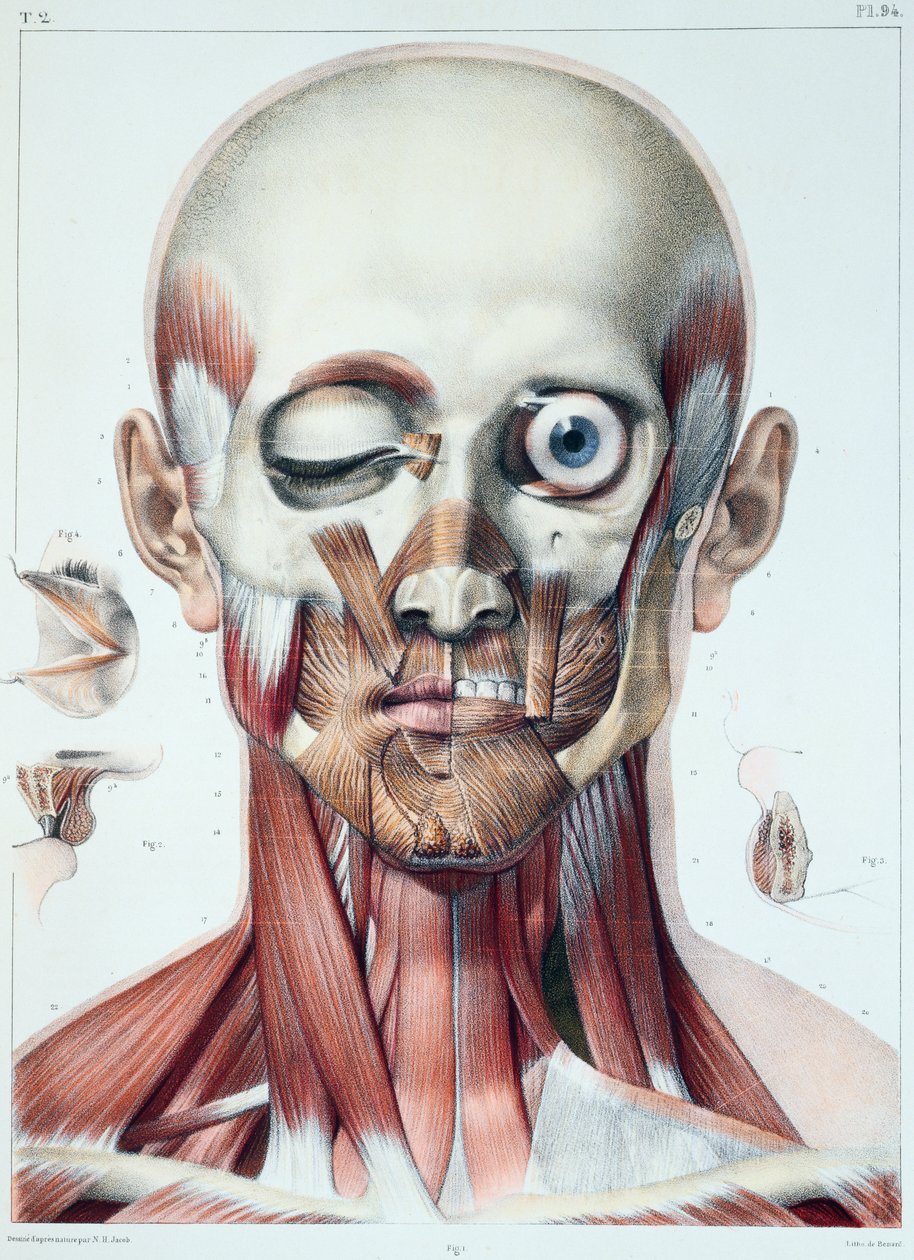 Musculatura do rosto com a órbita do olho, prato de &39;Traço Completo da Anomalia do Homem&39;, de Jean-Baptiste Marc Bourgery (1797-1849) gravado por Bernard, Paris, 1831 de Nicolas Henri Jacob