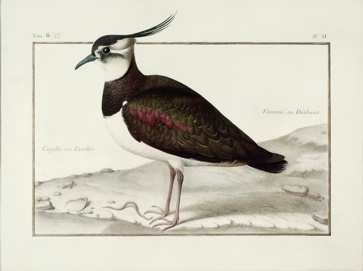 Um lapwing (wc no velino) de Nicolas Robert