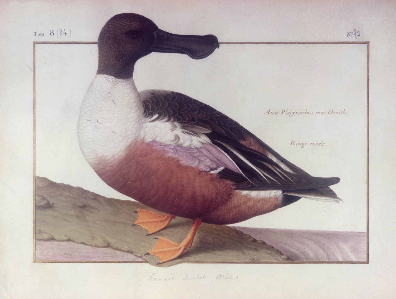 Um pato-colhereiro do norte (wc no velino) de Nicolas Robert