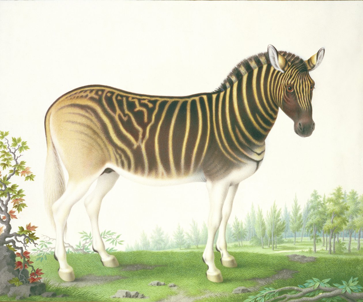 Um Quagga (guache e wc em pergaminho) de Nicolas Robert