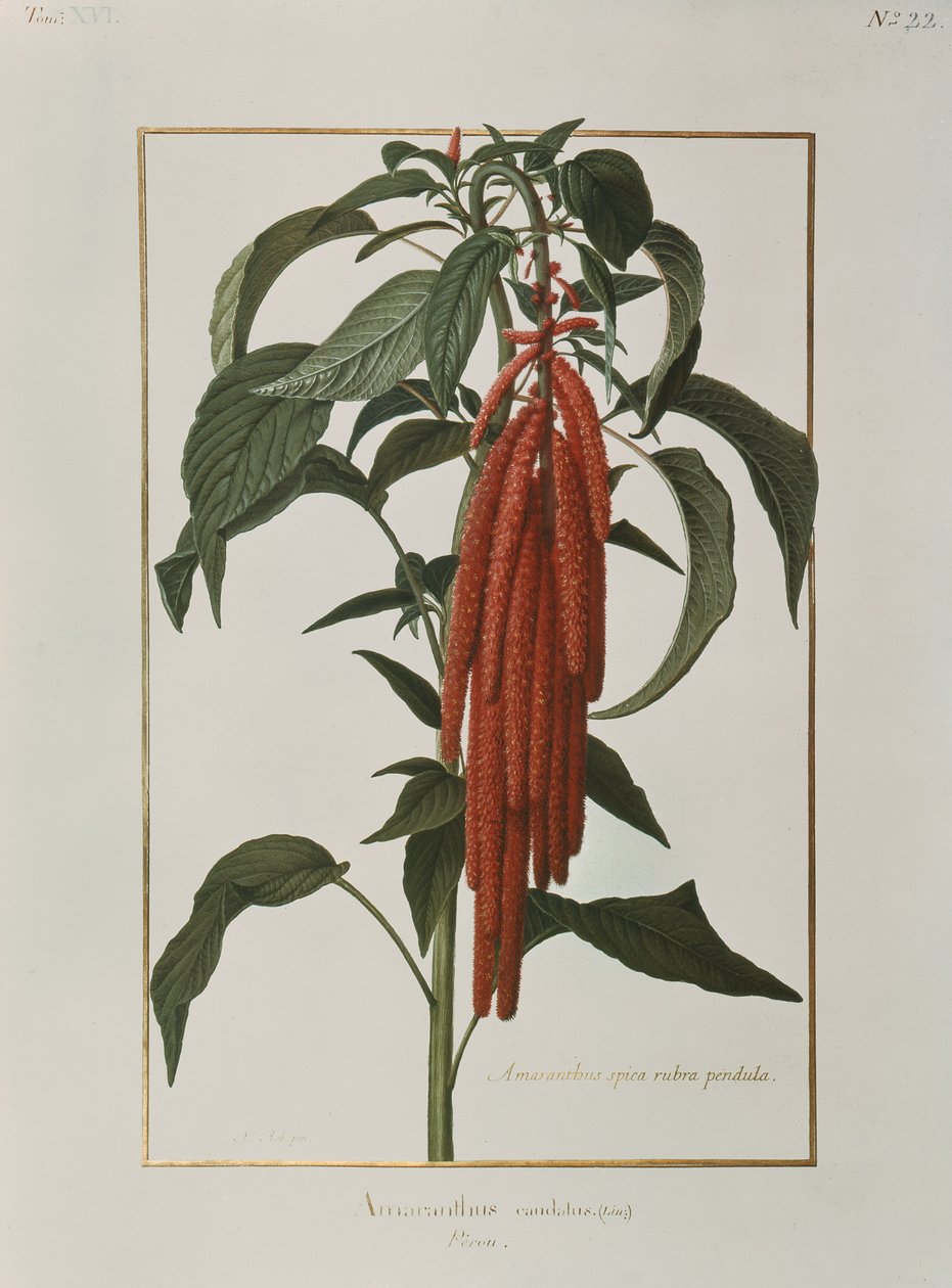 Amarantus Caudatus (wc em velino) de Nicolas Robert