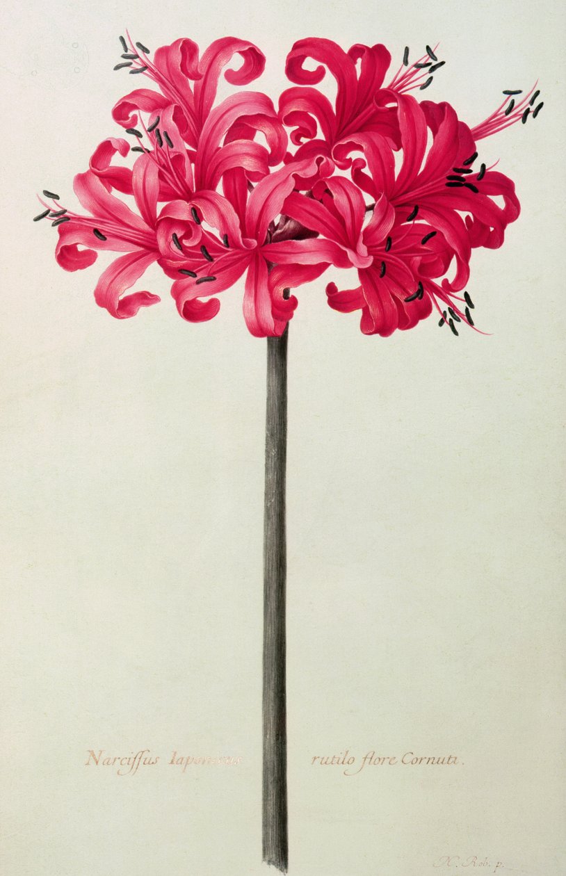 Amaryllis Sarniensis, ou Narcissus (wc no velino) de Nicolas Robert