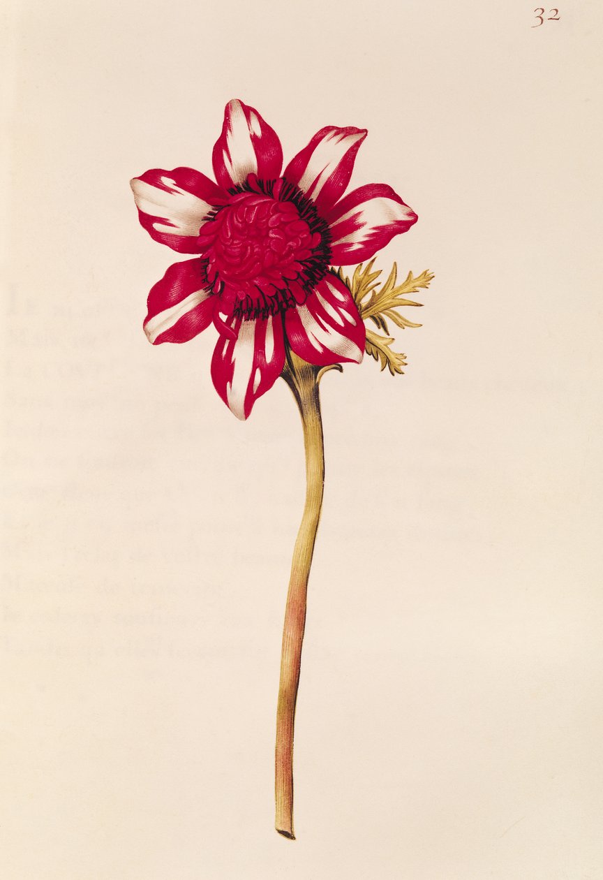 Anêmona, de &39;The Garland of Julie&39;, c.1642 (wc em velino) de Nicolas Robert