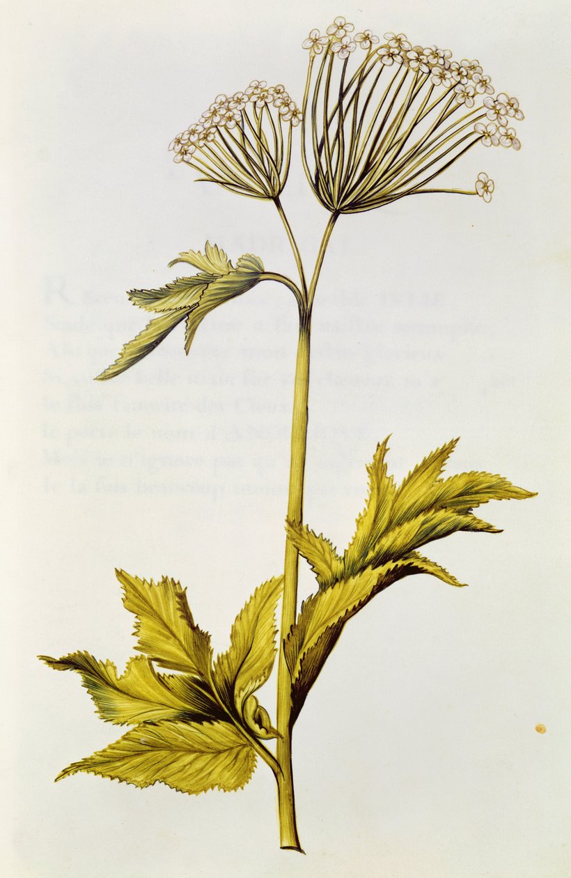 Angelica, de &39;The Garland of Julie&39;, c.1642 (wc em velino) de Nicolas Robert