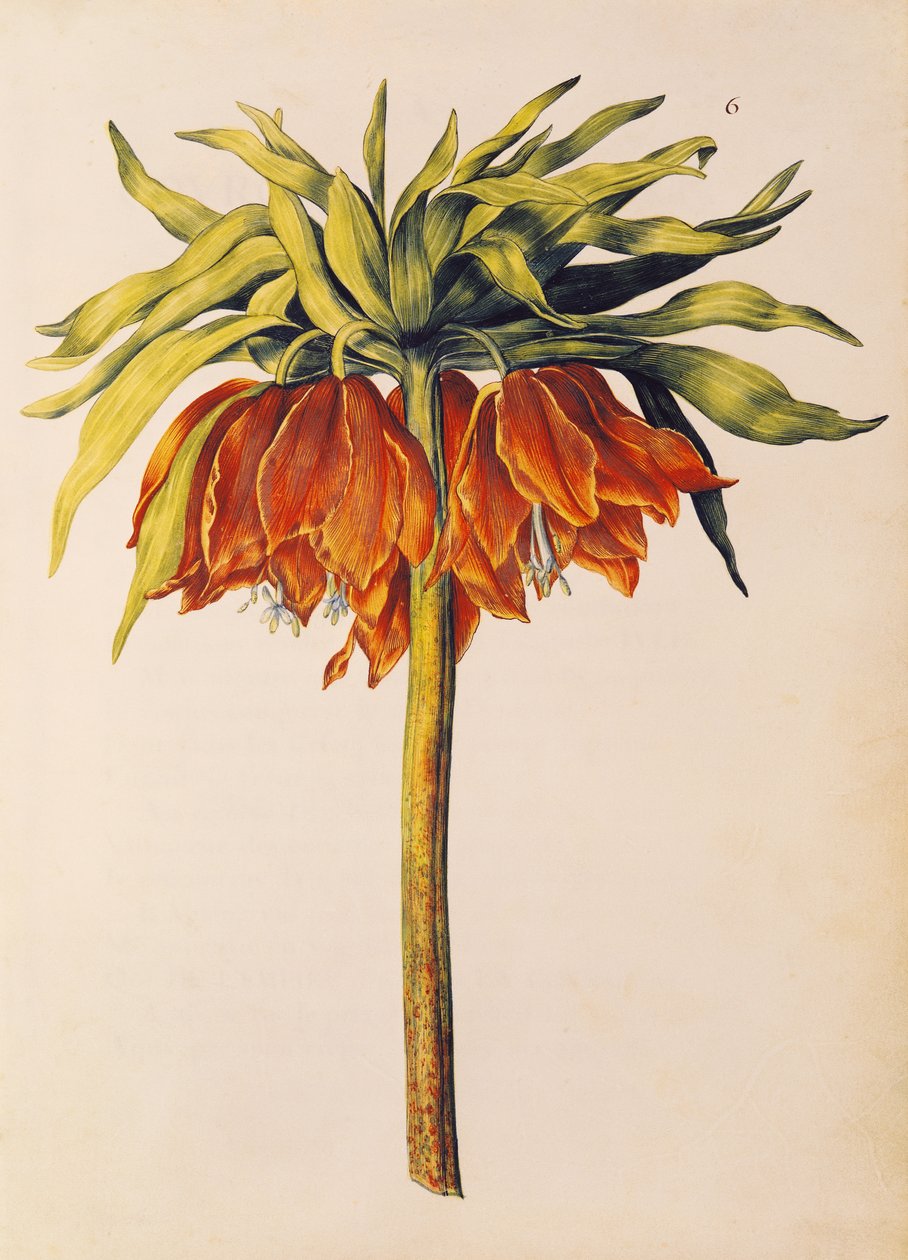 Lírio ou Fritilária da Coroa Imperial, de &39;La Guirlande de Julie&39;, c.1642 (wc em velino) de Nicolas Robert